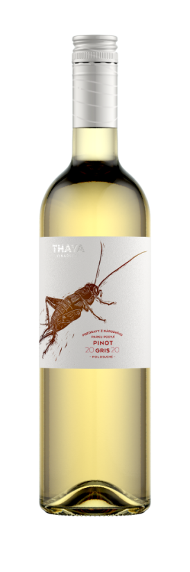 Pinot Gris 2022 pozdní sběr Pozdravy z NP Podyjí Vinařství Thaya