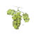 Chardonnay