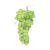 Muller Thurgau