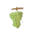 Ryzlink rýnský (Riesling)