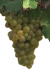 Bílé odrůdy